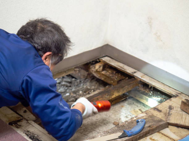 Riner, VA Mold Removal Company