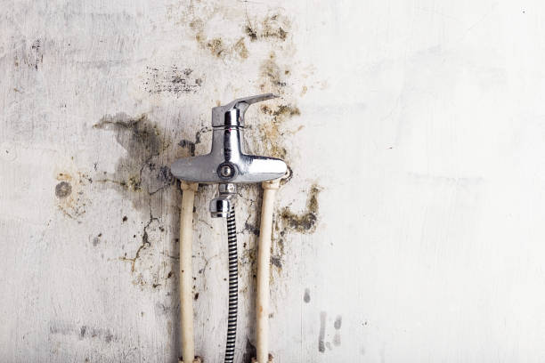 Office Mold Removal Services in Riner, VA