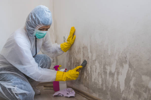 Best Affordable Mold Removal  in Riner, VA