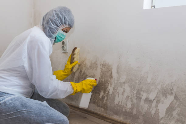 Best Office Mold Removal Services  in Riner, VA