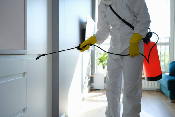Best Black Mold Removal  in Riner, VA