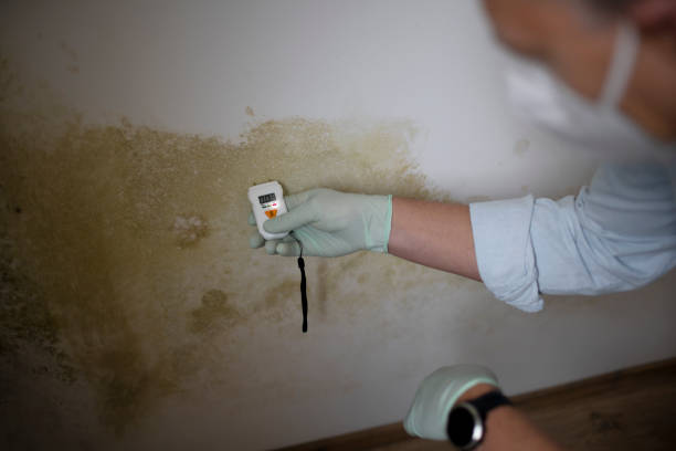 Best Commercial Mold Removal  in Riner, VA