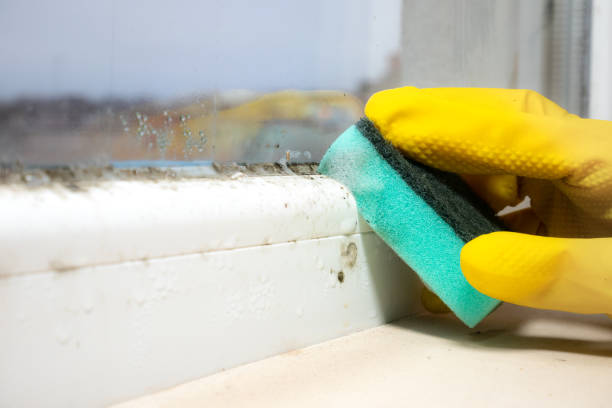 Best Certified Mold Removal  in Riner, VA