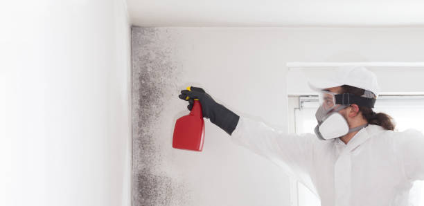 Best Fast Mold Removal  in Riner, VA