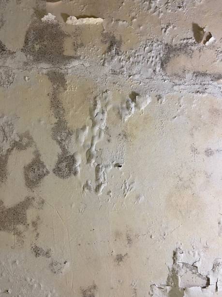 Mold Removal Process in Riner, VA
