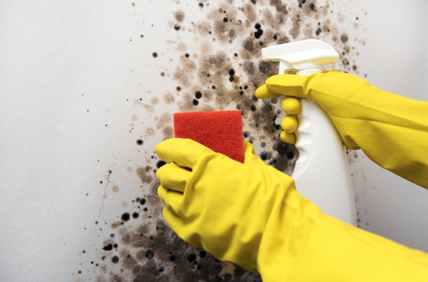 Best Office Mold Removal Services  in Riner, VA