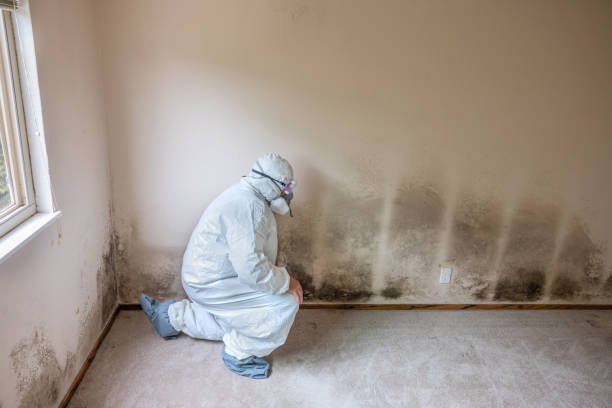 Best Best Mold Removal Companies  in Riner, VA