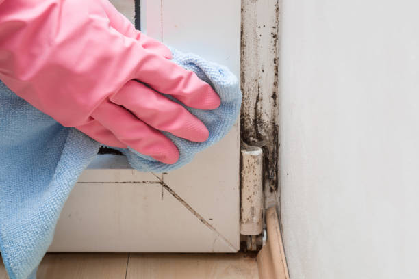 Best Mold Testing  in Riner, VA