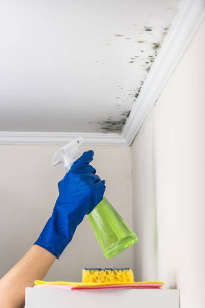 Best Mold Damage Repair  in Riner, VA